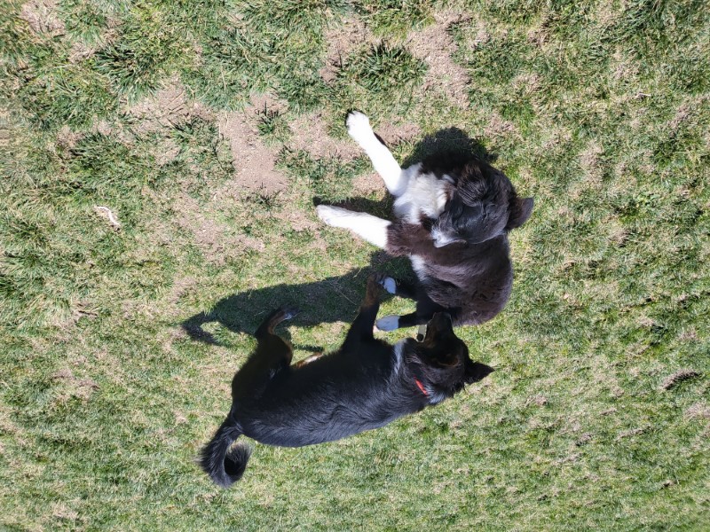 Rhaenys and her friend Angus