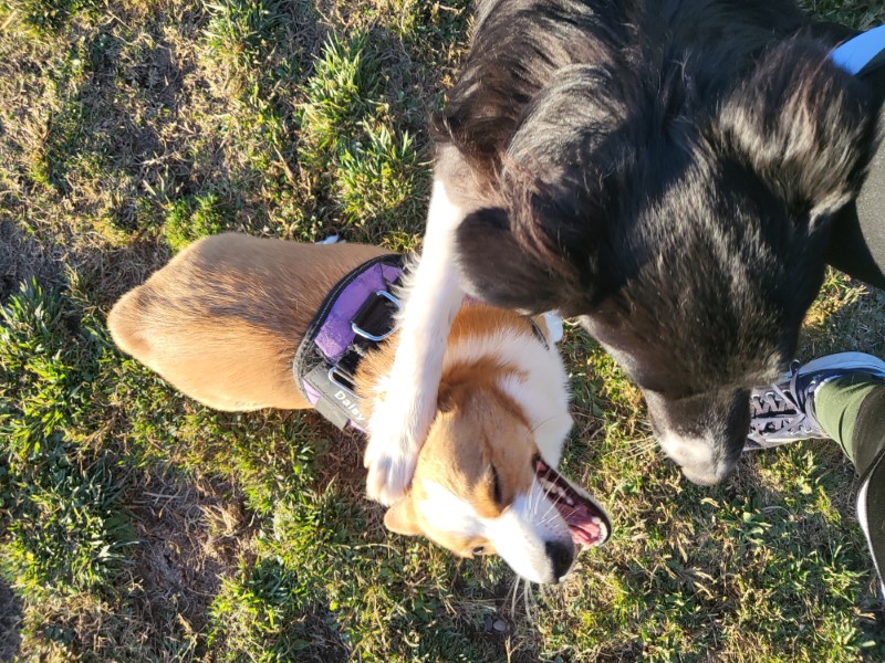 Rhaenys loves corgis