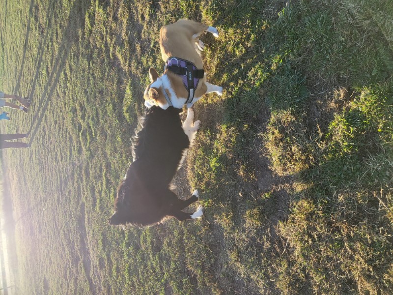 Rhaenys loves corgis