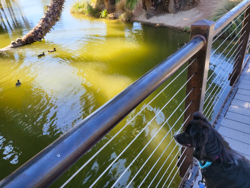 Ducks at Agua Caliente